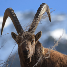 Steinbock_5582